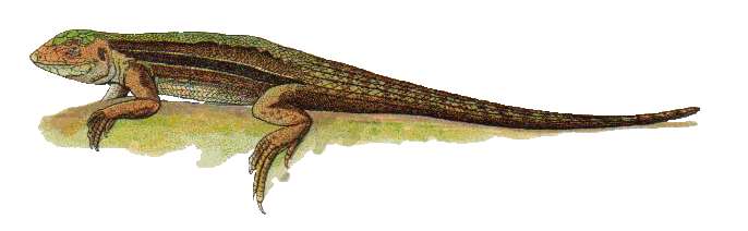Image of Kentropyx striata (Daudin 1802)