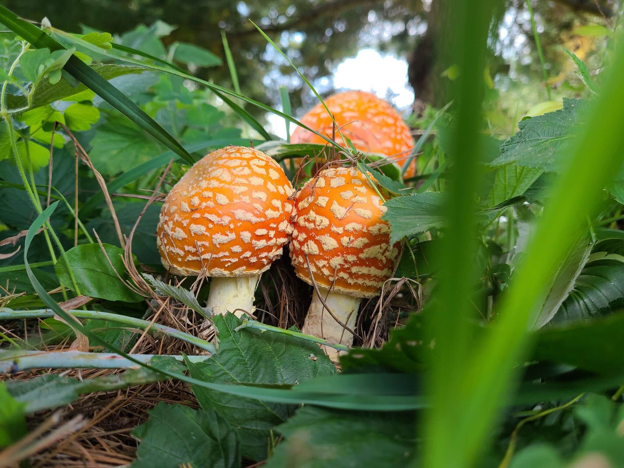 Image of Amanita muscaria var. formosa