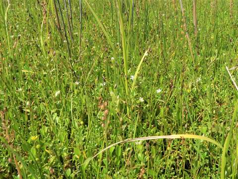 Image of saltmarsh starwort