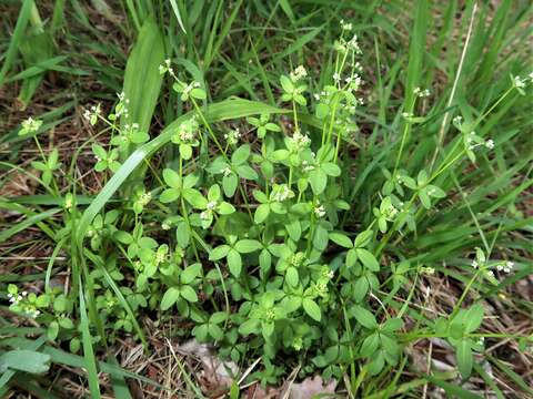 Image of bedstraw