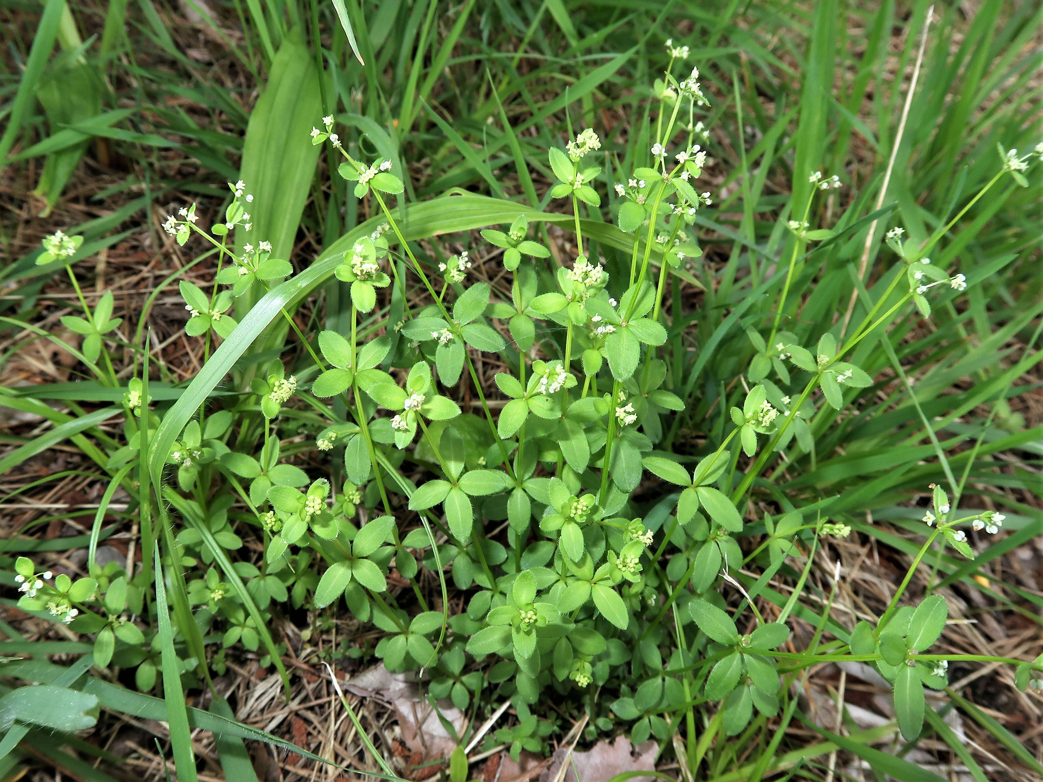 Image of bedstraw