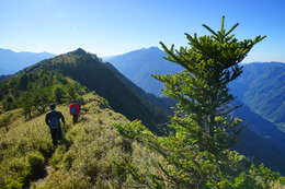 Image of Taiwan Fir