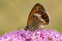 Coenonympha arcania Linnaeus 1761的圖片