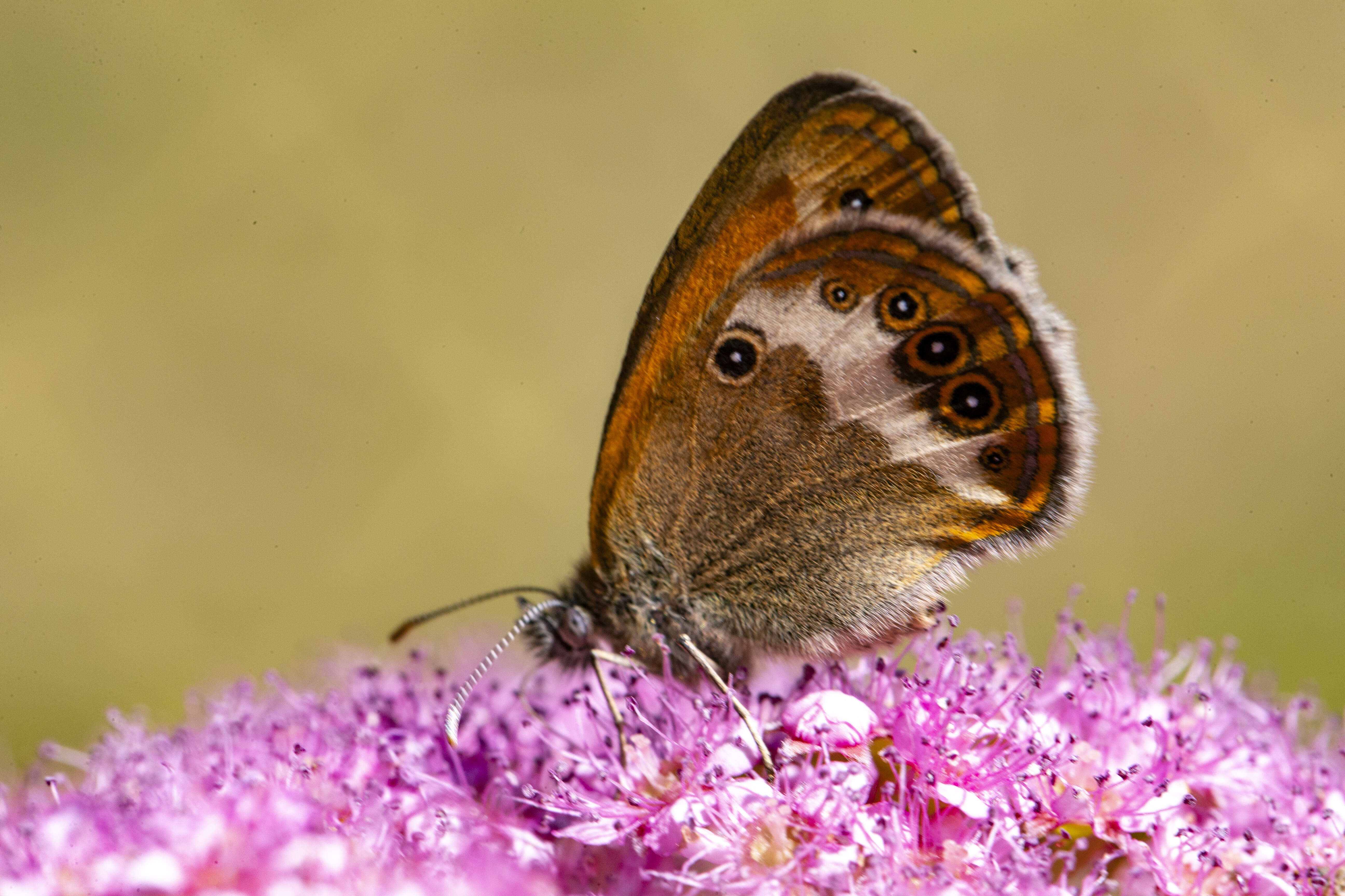 Image of pearly heath