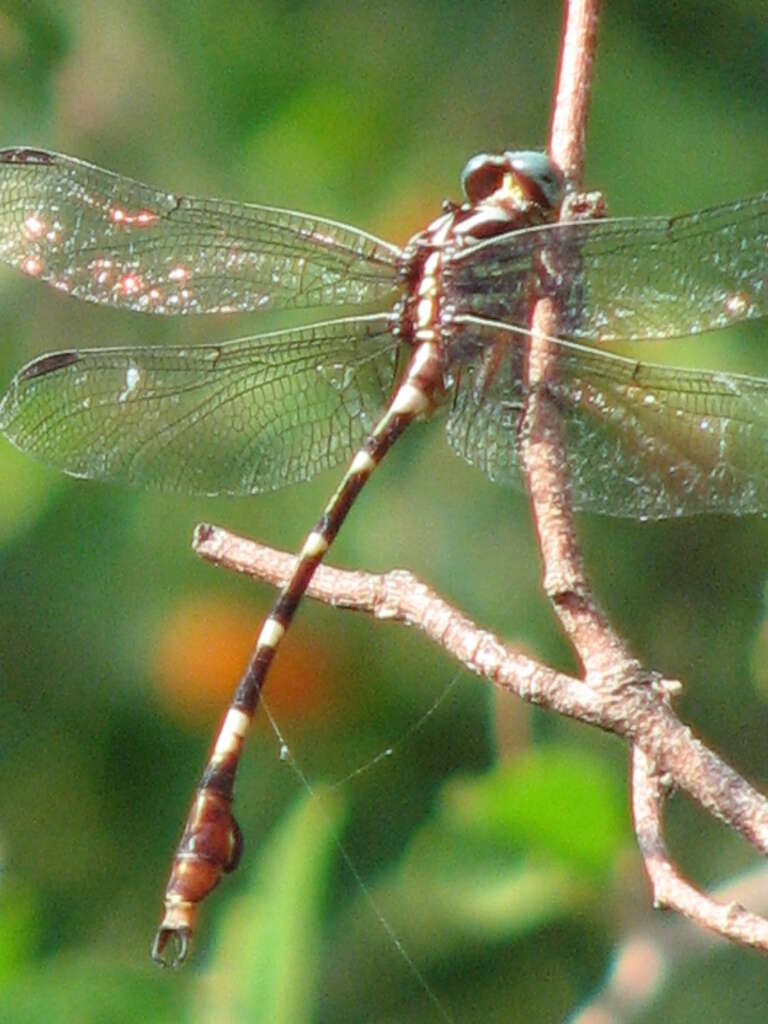 Image of Ringed Forceptail