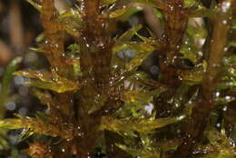 Image of hooked spring moss