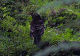 Image of Grey-winged Blackbird