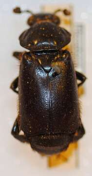 Nicrophorus (Nicrophorus) morio (Gebler 1817) resmi