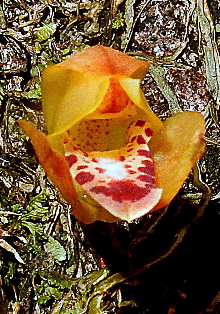 Image of Tiger orchids