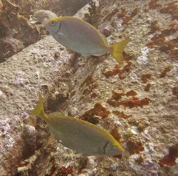 Image of Dusky rabbitfish