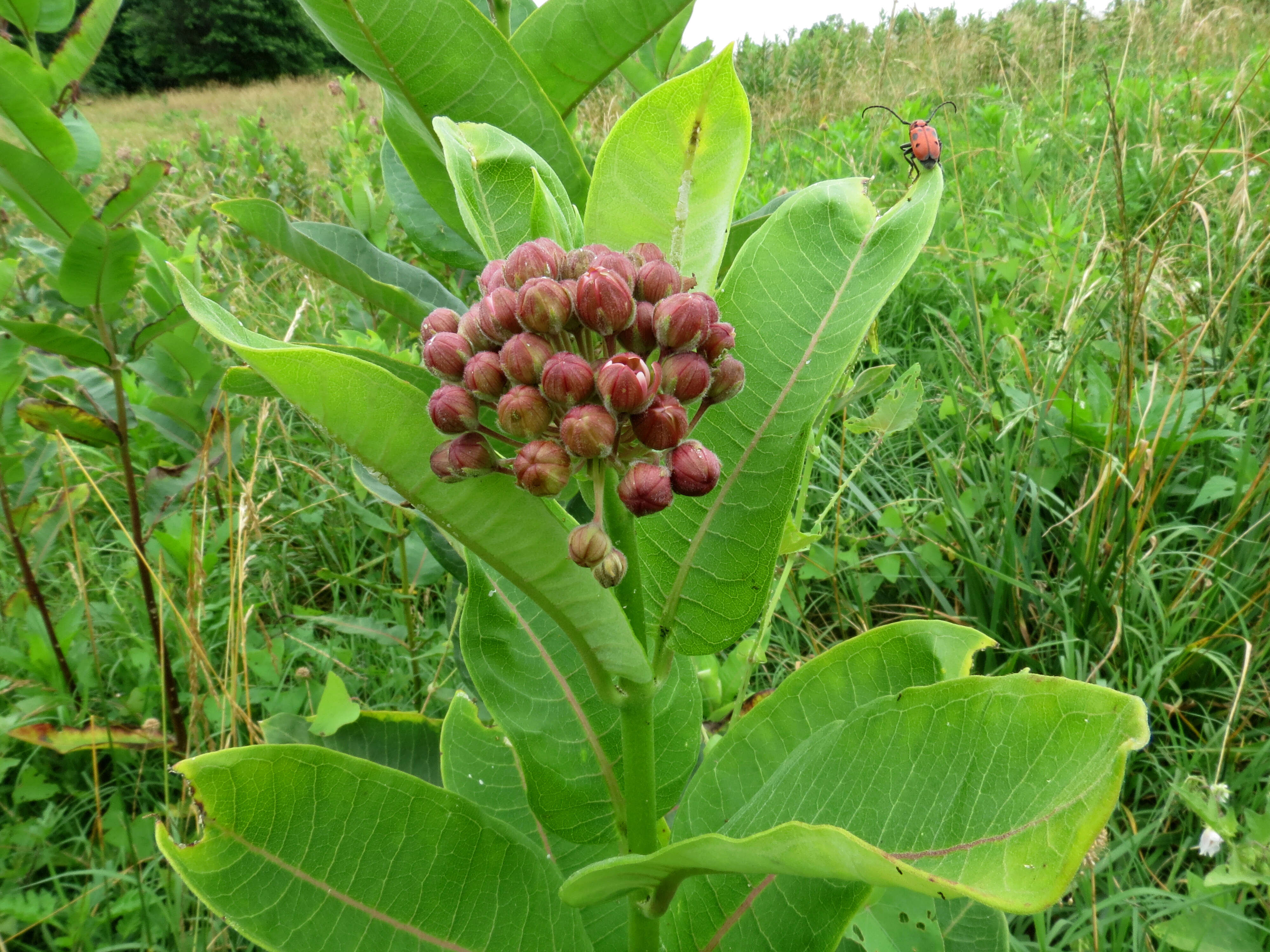 Imagem de Asclepias syriaca L.