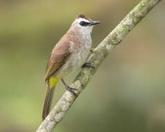 Image of Yellow-vented Bulbul