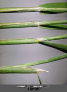 Image of marsh foxtail