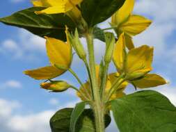 Image of Dotted Loosestrife