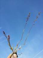 Image of stalked bur grass