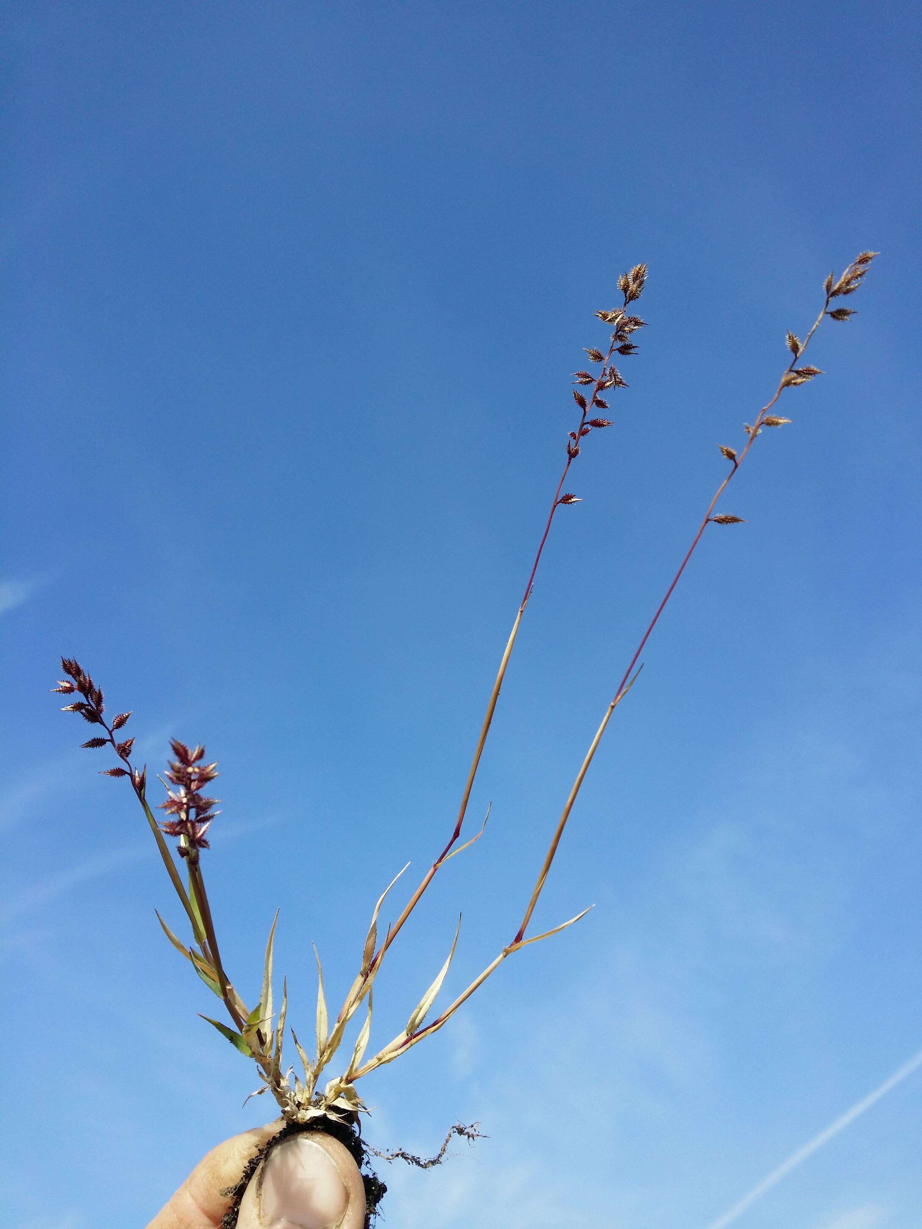 Image of stalked bur grass