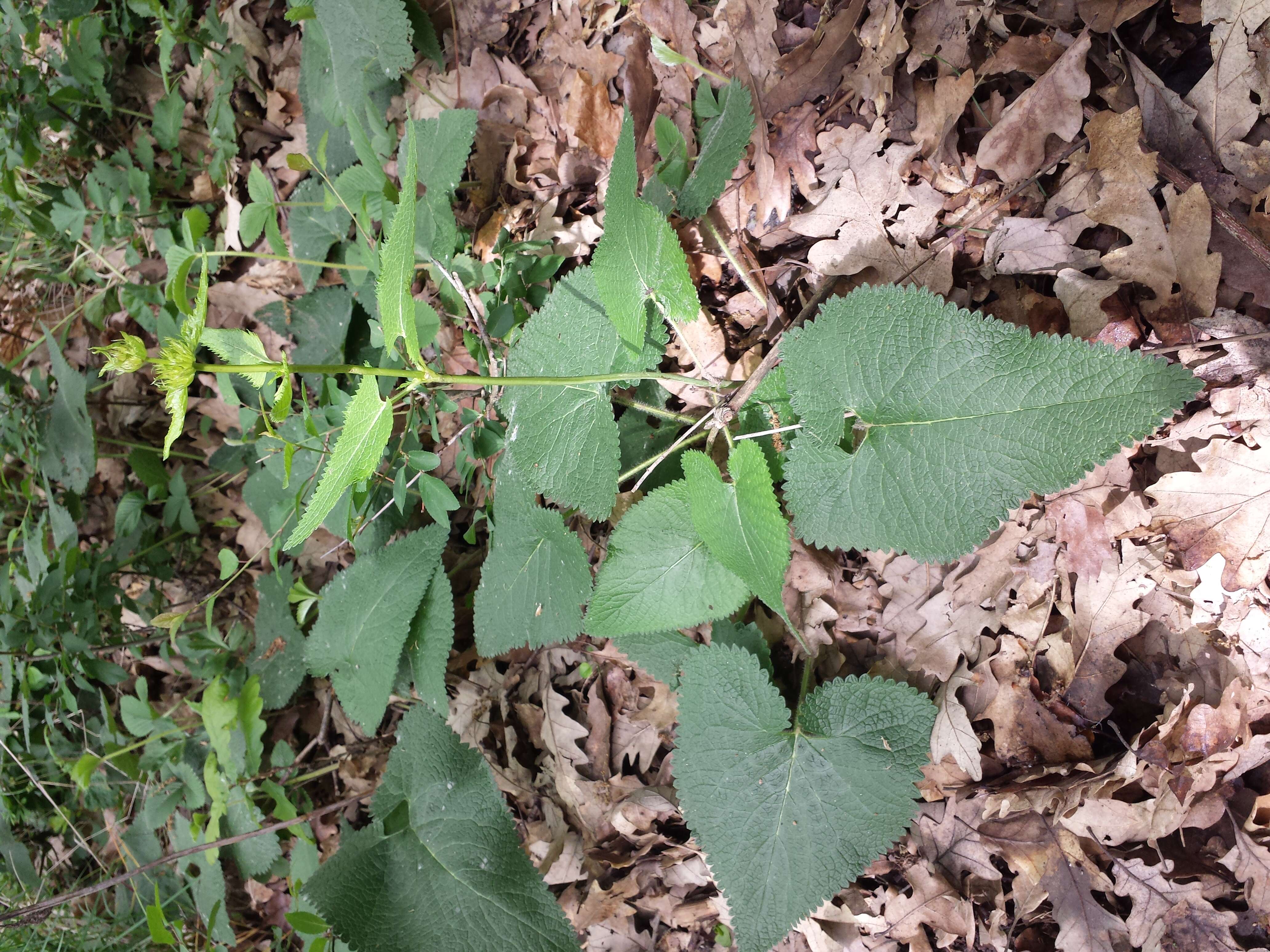 Image de Phlomoides tuberosa (L.) Moench