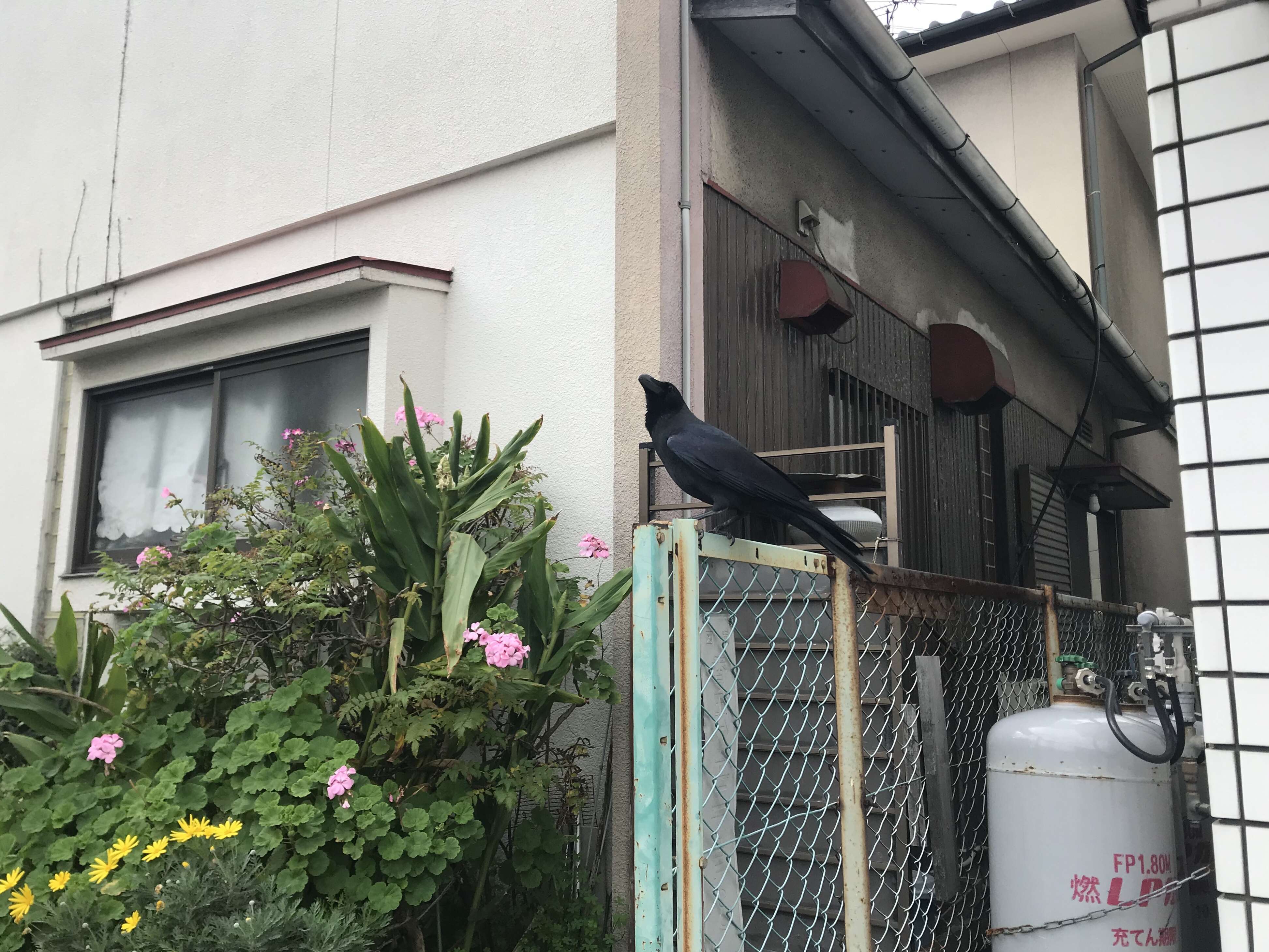 Image of Large-billed Crow