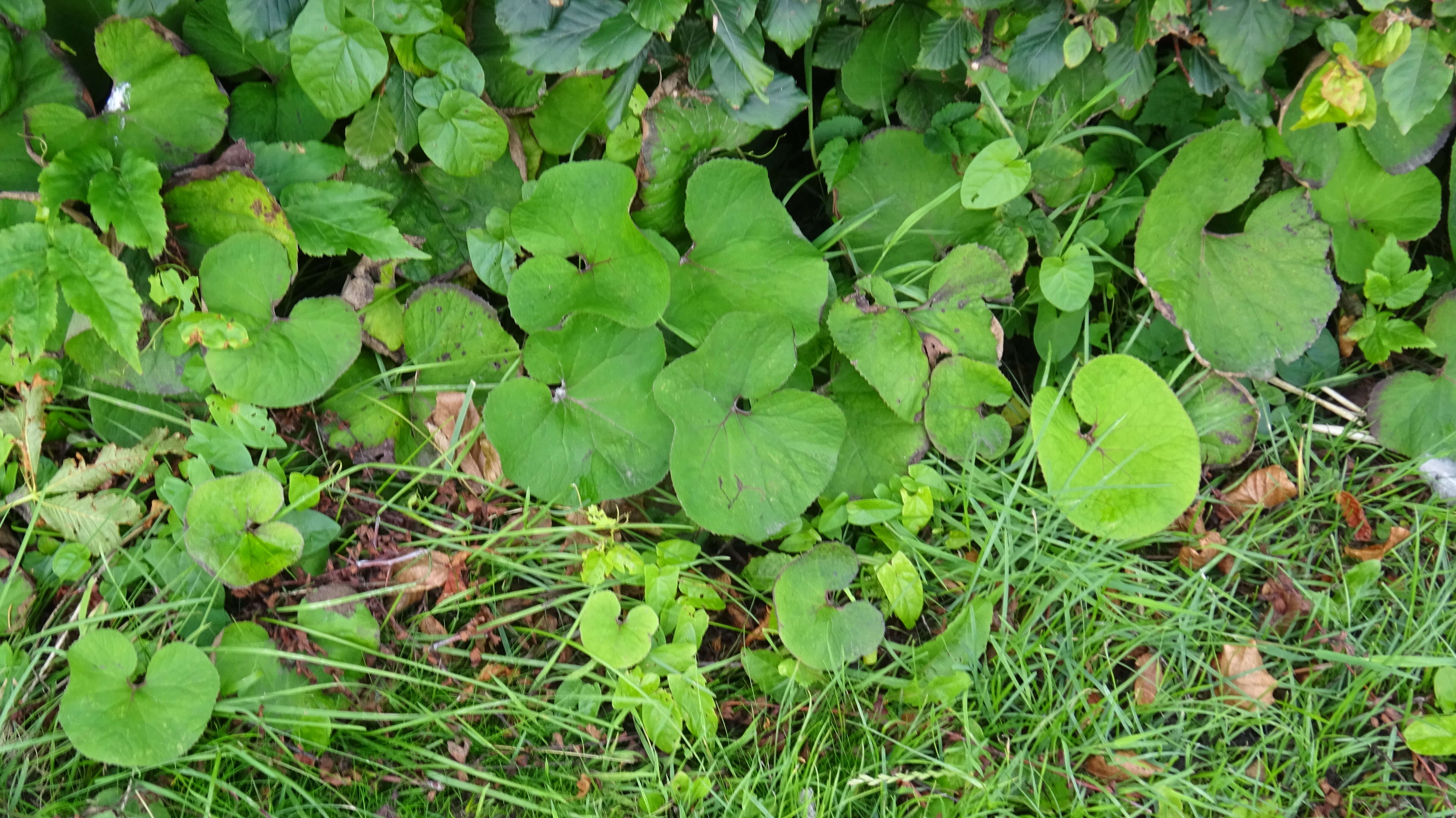 Image of Winter heliotrope