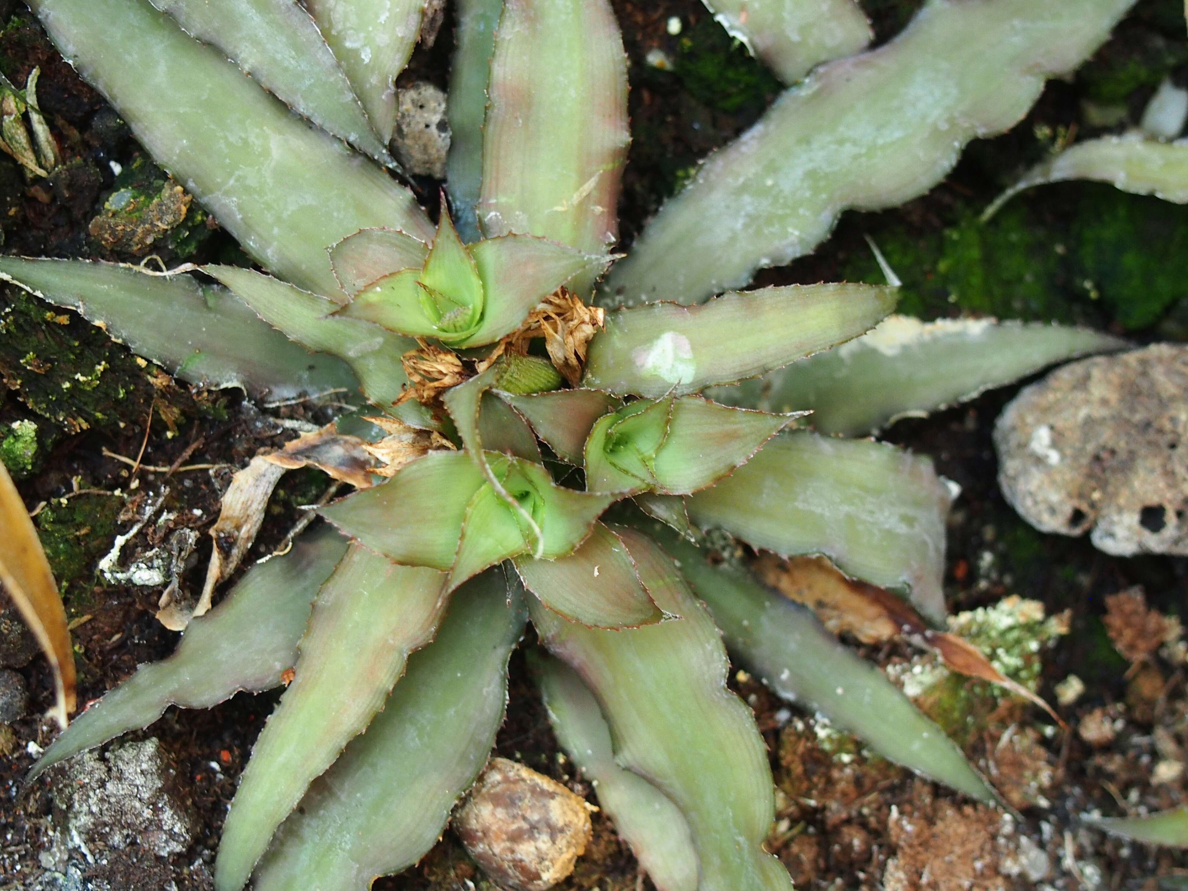 Image of Cryptanthus bivittatus (Hook.) Regel