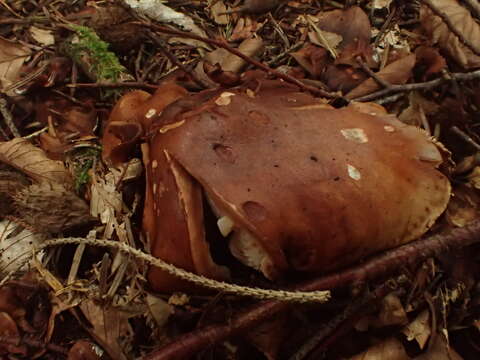 Imagem de Tricholoma ustale (Fr.) P. Kumm. 1871