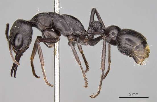 Image of Myrmecia tepperi Emery 1898