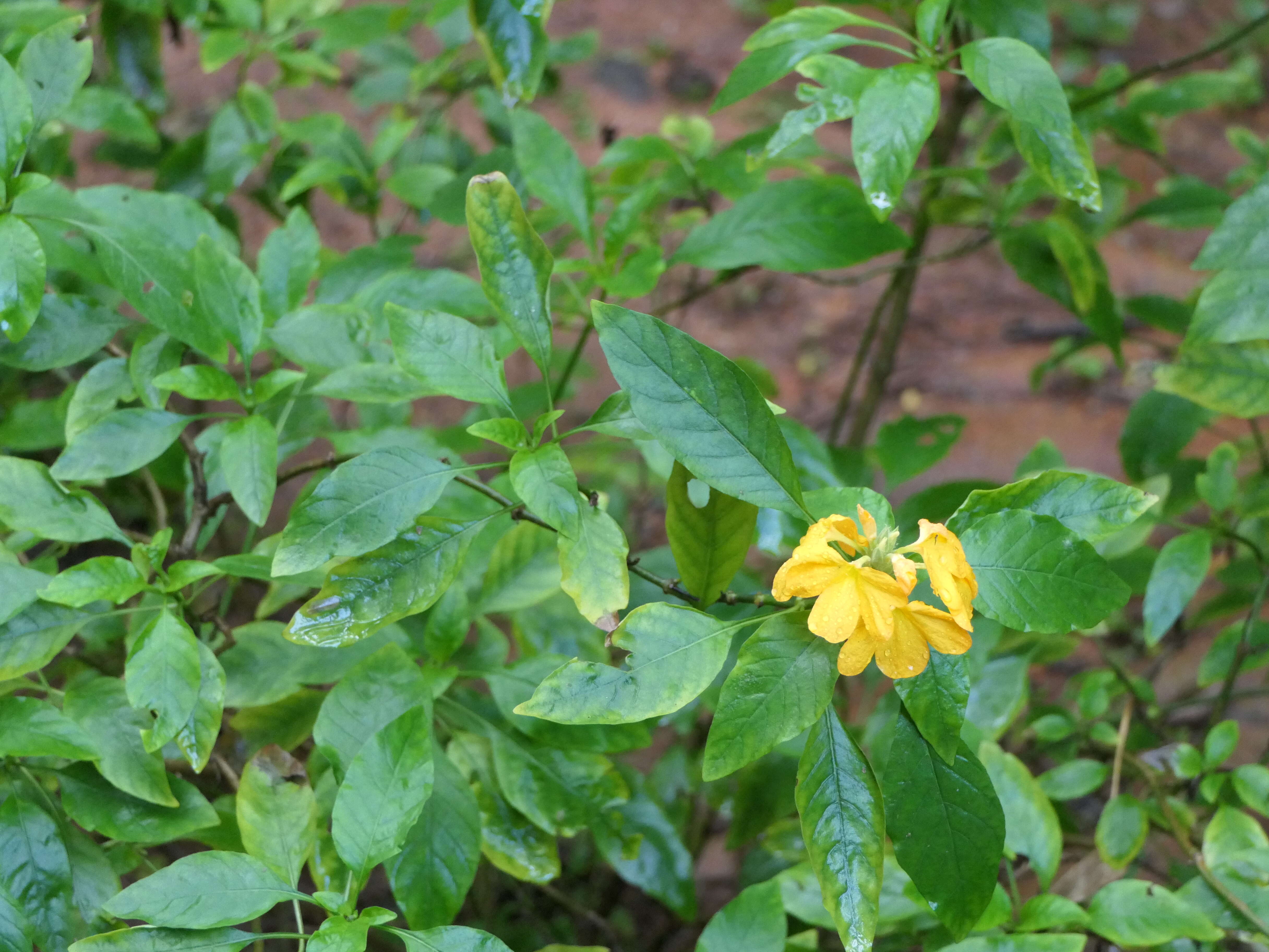 Image of Crossandra infundibuliformis (L.) Nees