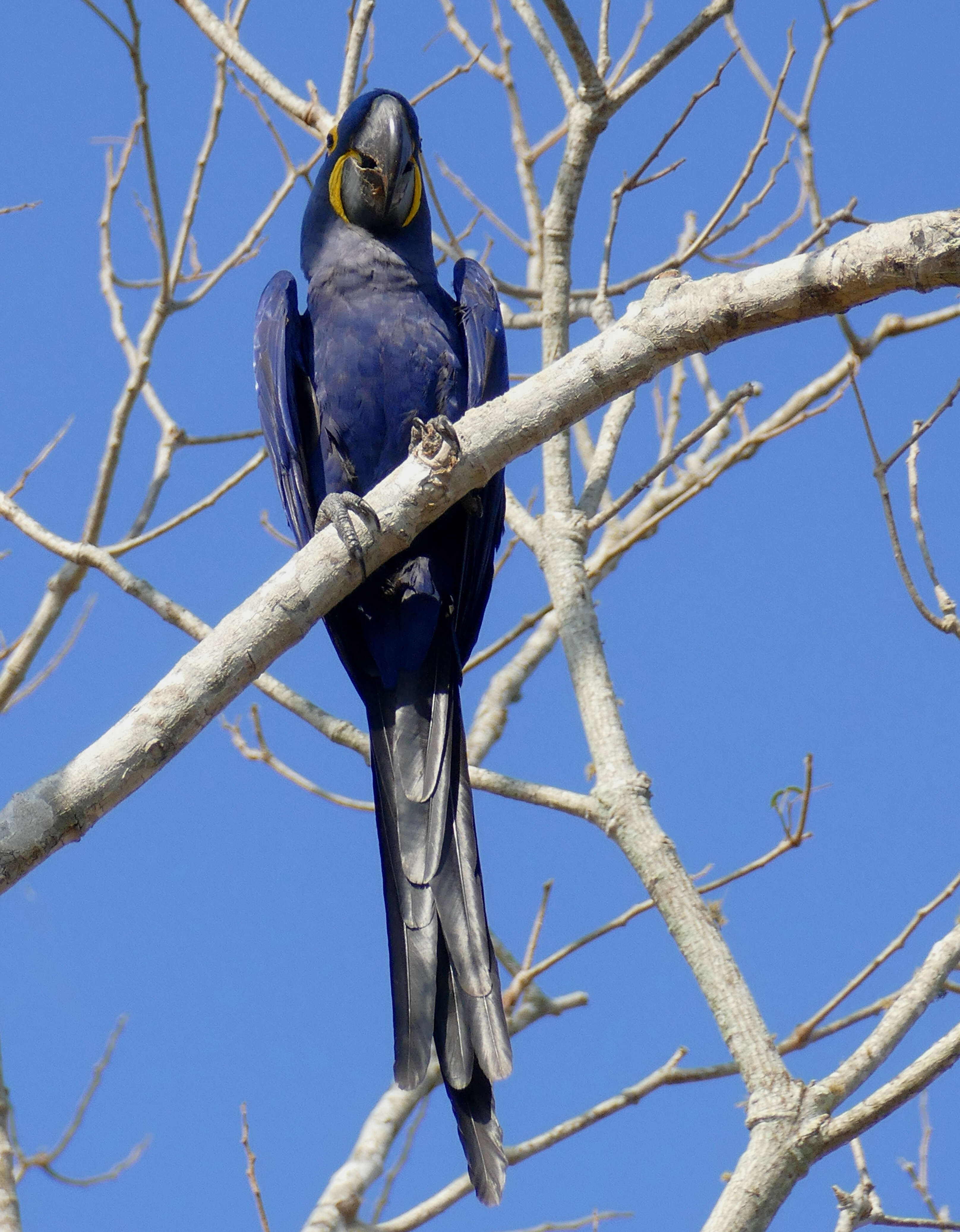 Image of Hyacinth Macaw