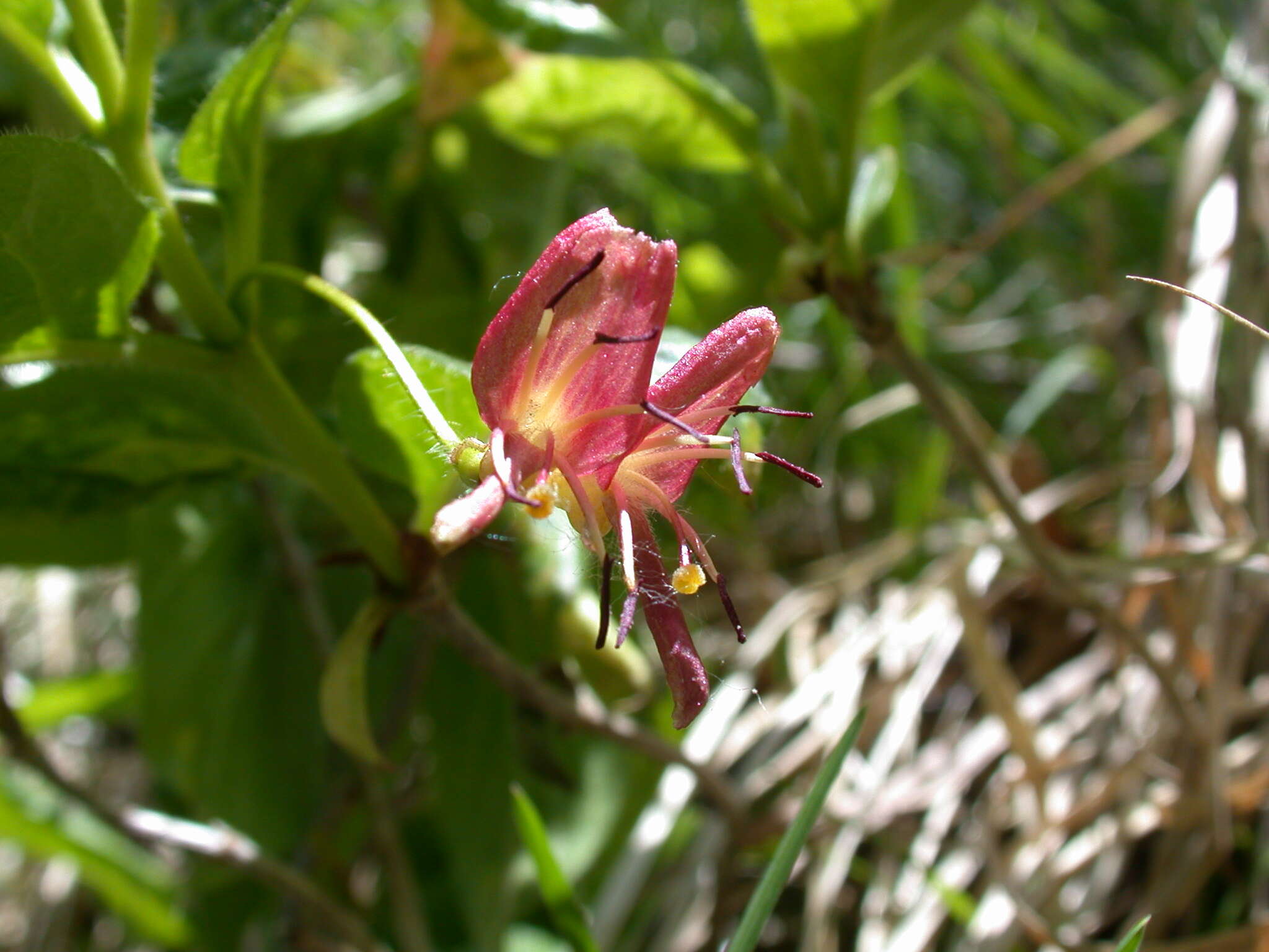 Lonicera nigra L. resmi