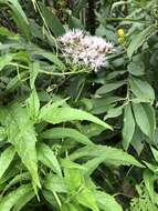 Image of hemp agrimony