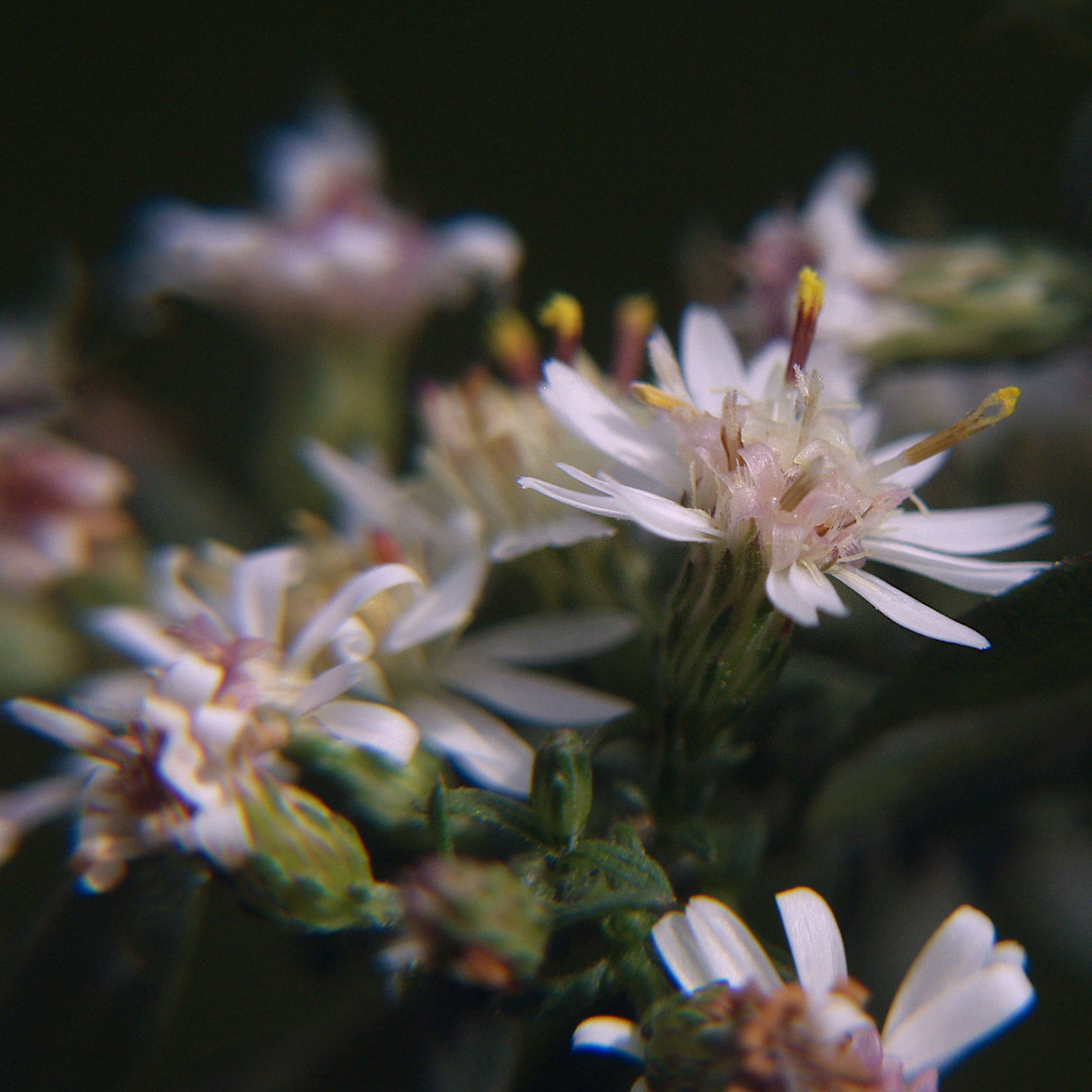 Image of calico aster