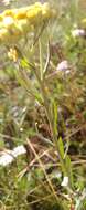 Image of strawflower