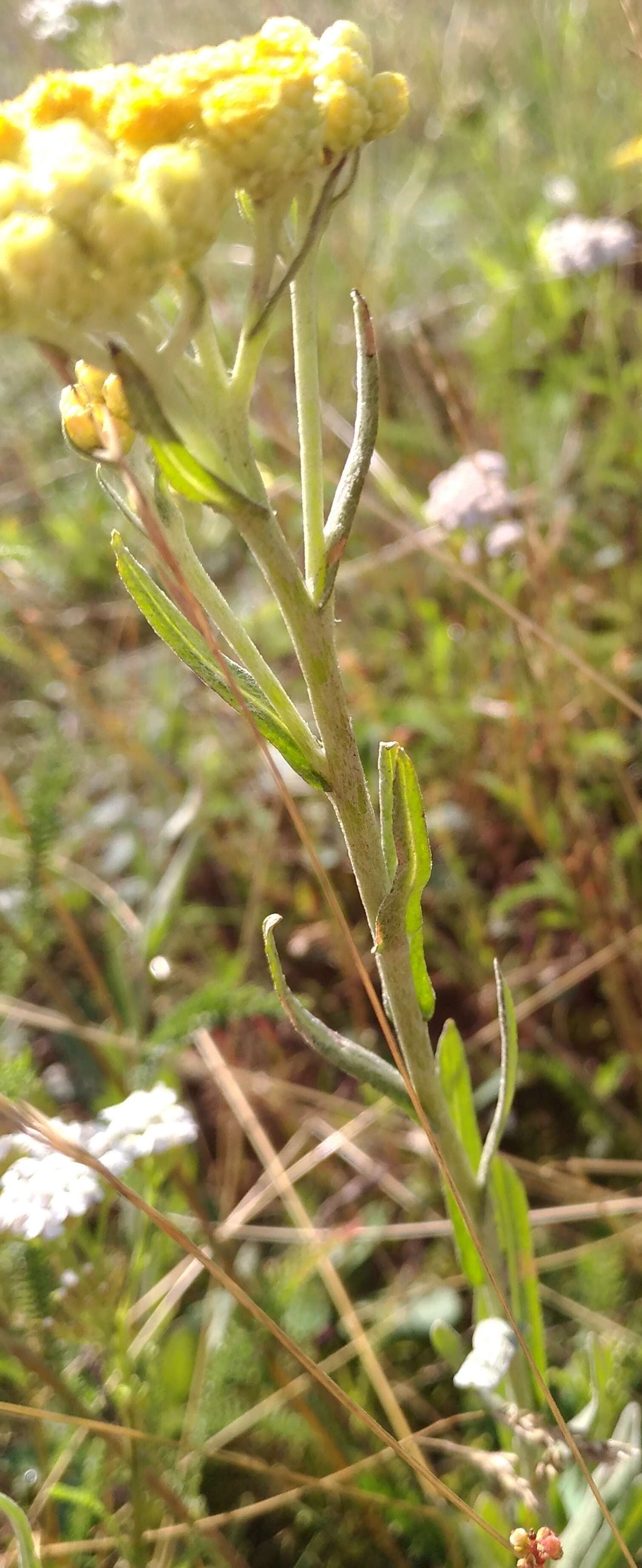 Image of strawflower