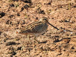 Image of Pin-tailed Snipe