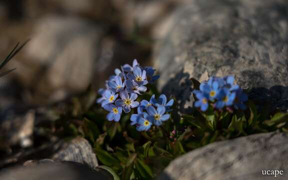 صورة Myosotis rehsteineri Warten.