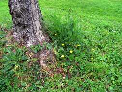 Image of English ivy