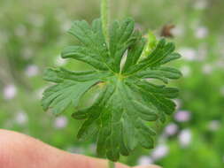 Image of Solander's geranium