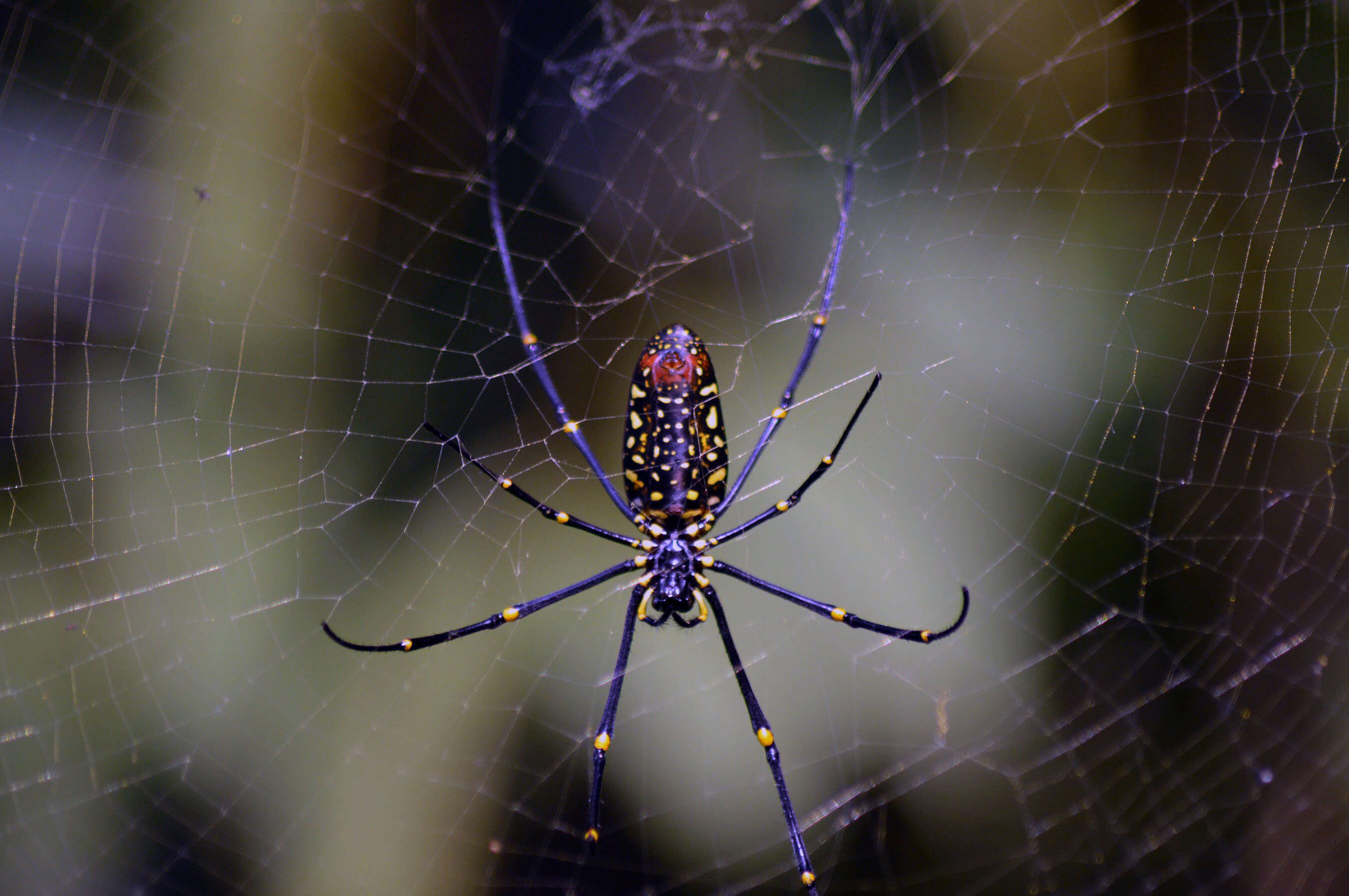 Image of Nephila pilipes (Fabricius 1793)