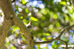 Image of Pacific-slope Flycatcher