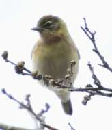 Image of Bay-breasted Warbler