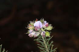 Image of Gompholobium confertum (DC.) Crisp