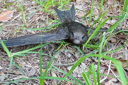 Image of swift, common swift