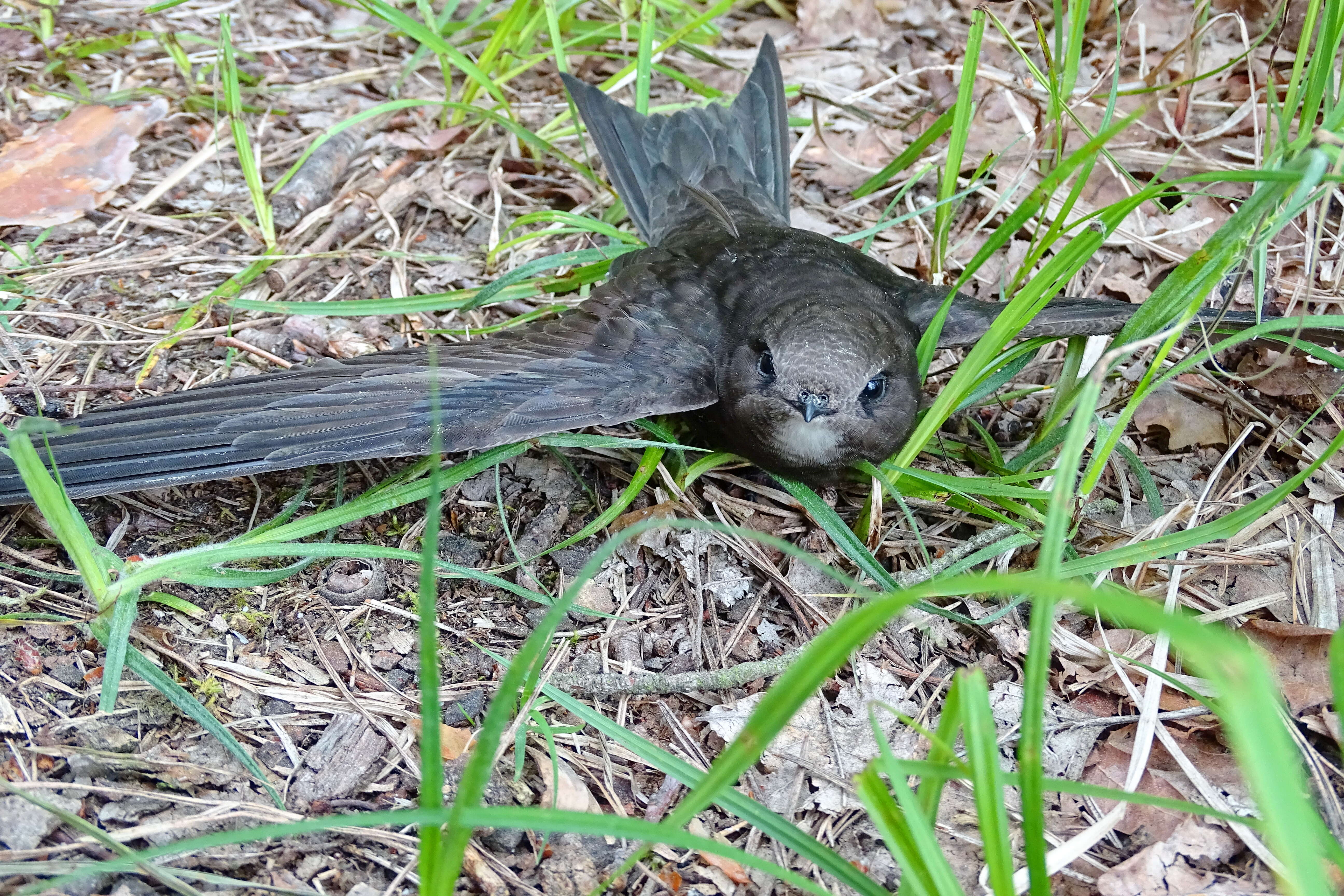 Image of swift, common swift