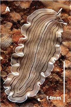 Image of candy striped flatworm