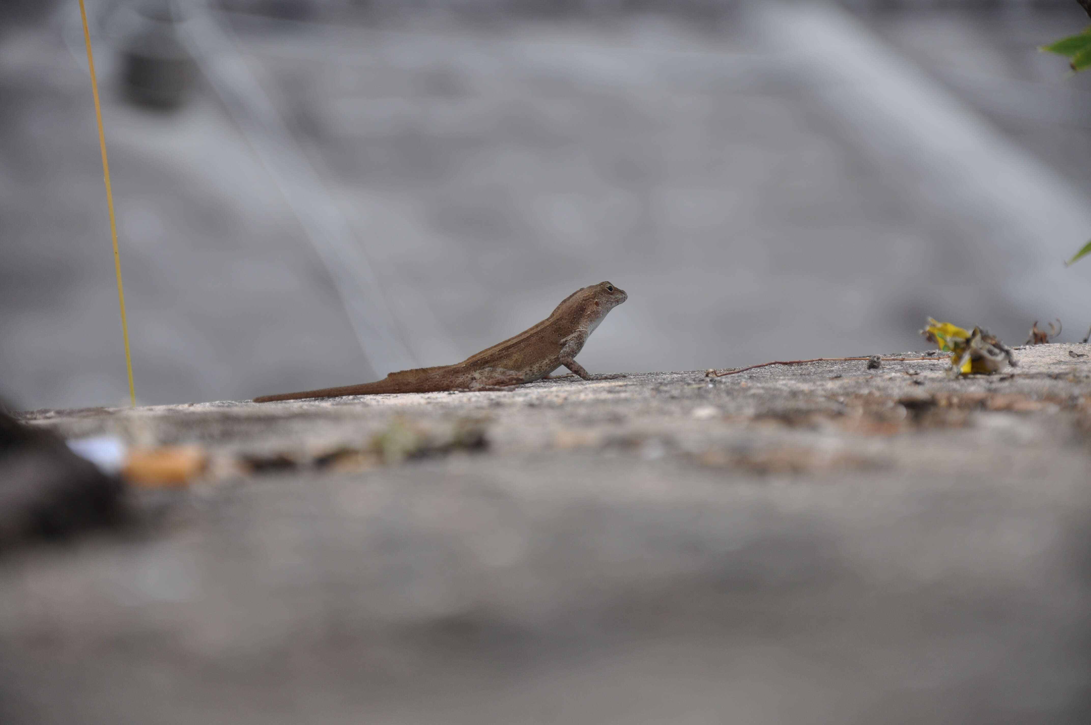 Image of Puerto Rican Crested Anole