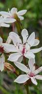 Image of Burchardia umbellata R. Br.