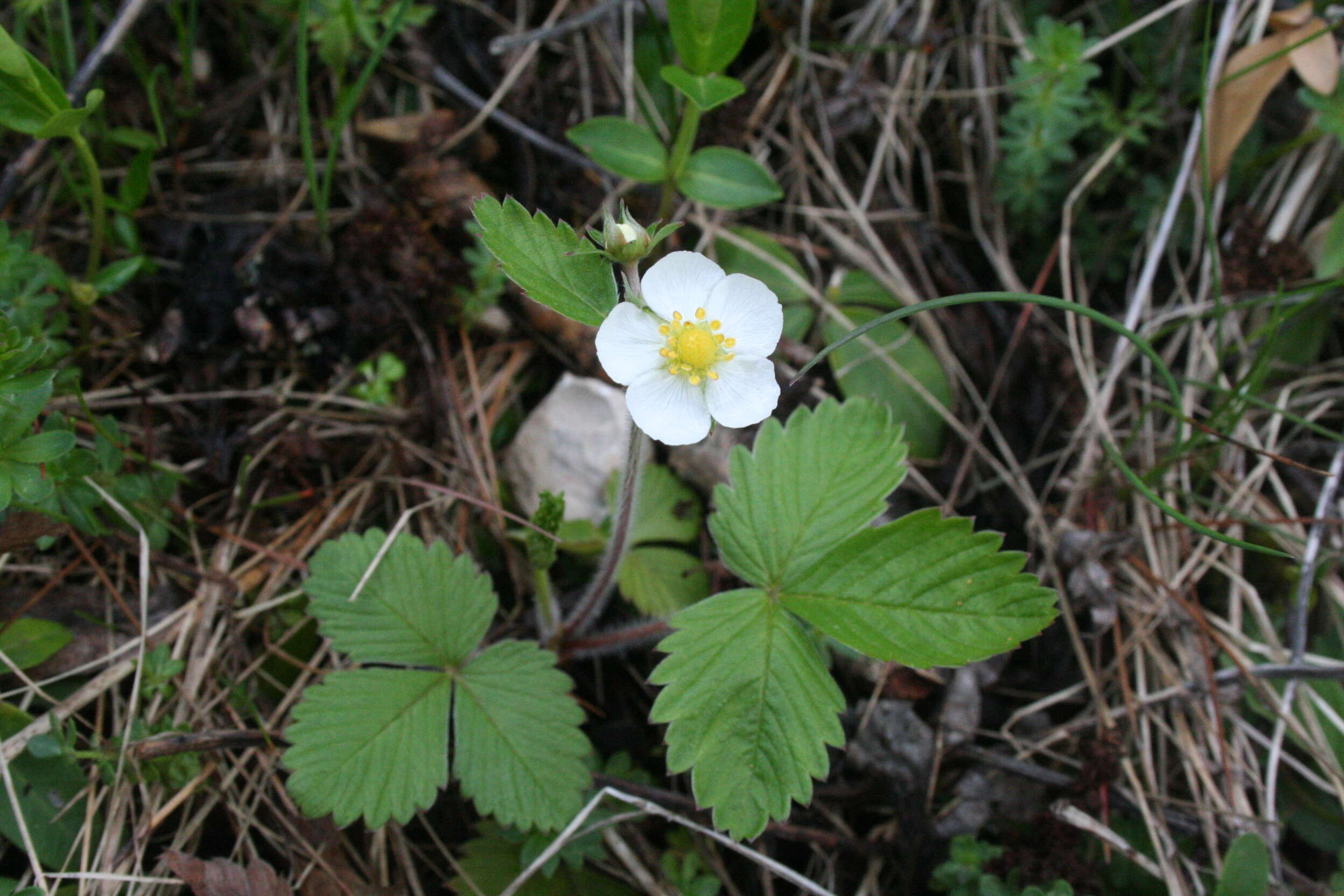 Image of woodland strawberry