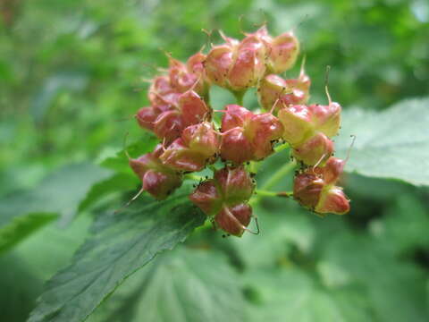 Plancia ëd Physocarpus opulifolius (L.) Maxim.