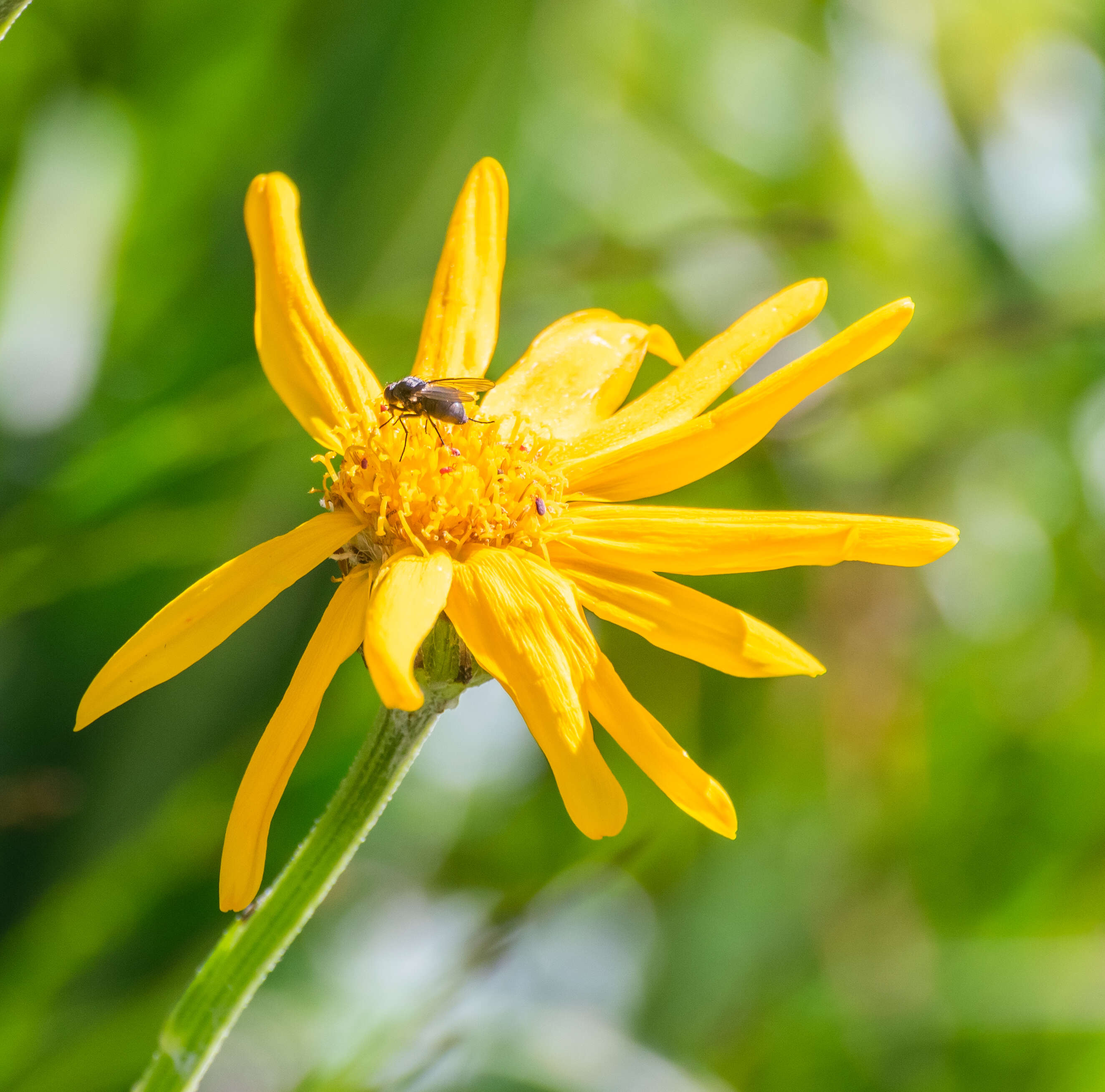 Image of mountain arnica