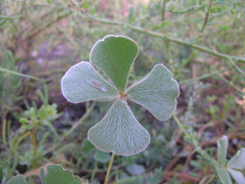 Plancia ëd Marsilea drummondii A. Br.